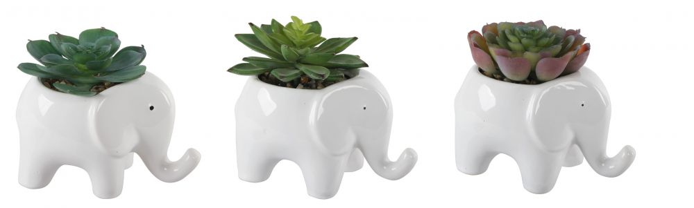 RED SUCCULENT IN ELEPHANT POT - Kingfisher Road - Online Boutique