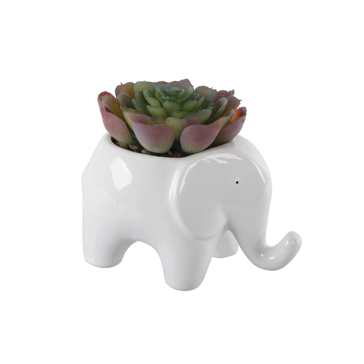 RED SUCCULENT IN ELEPHANT POT - Kingfisher Road - Online Boutique