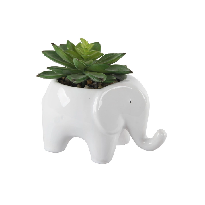 GREEN SUCCULENT IN ELEPHANT POT - Kingfisher Road - Online Boutique